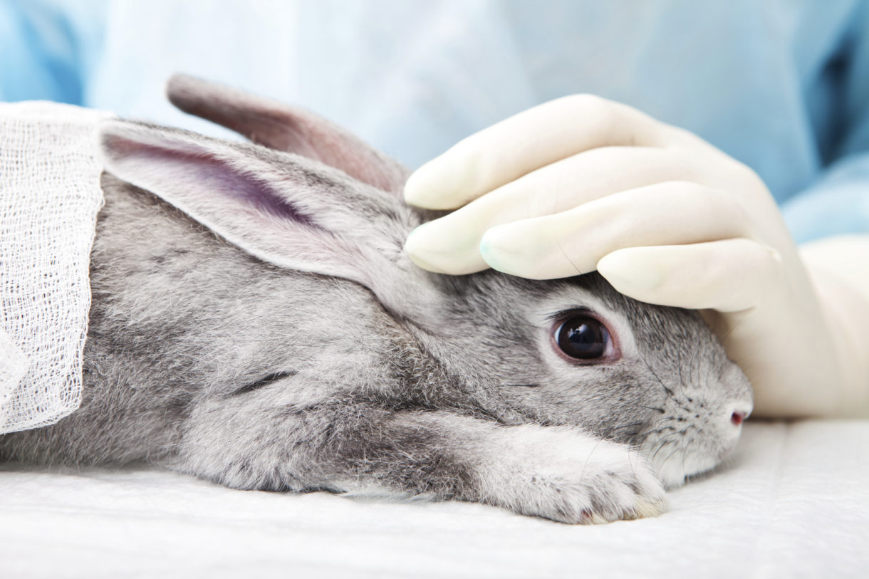 Breaking news: Unilever, maker of Dove and Degree products, supports global ban on animal testing for cosmetics