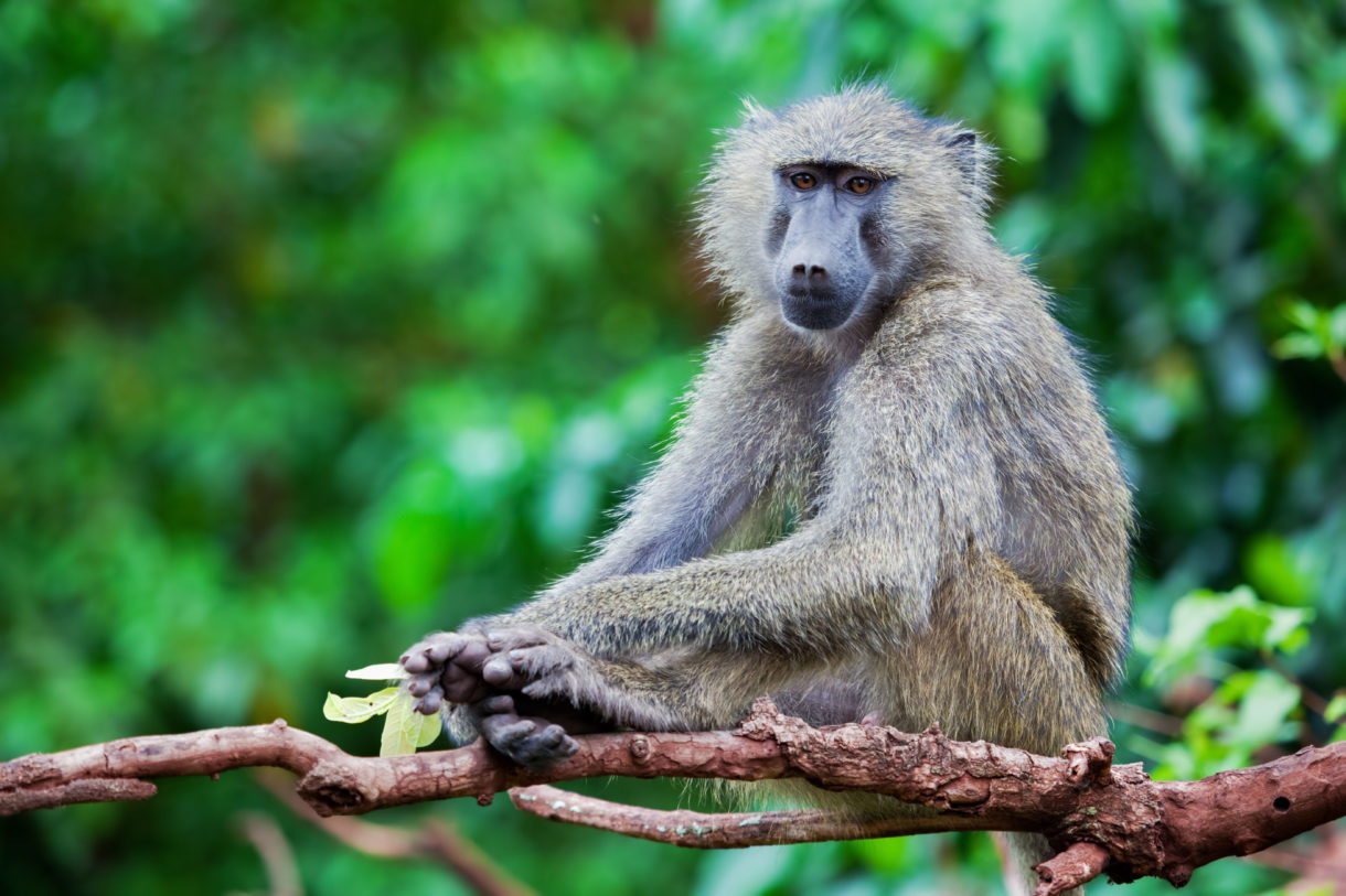 Americans kill 80 percent of trophy-hunted primates – more than 800 each year