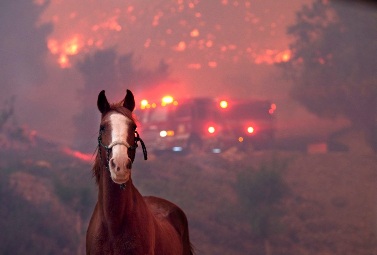 HSUS Animal Rescue Team helping animals affected by California wildfires