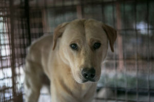 South Korea closes largest dog slaughterhouse