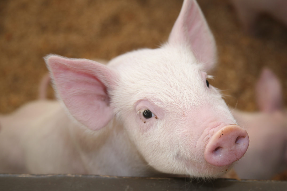 New Vietnam law mandates humane treatment of farm animals