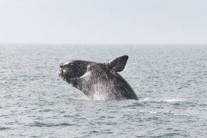 Canada should do the right thing by right whales