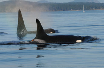 Save the orcas of Puget Sound