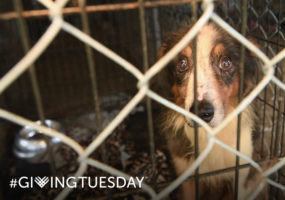 On Giving Tuesday, support our work to help animals in crisis