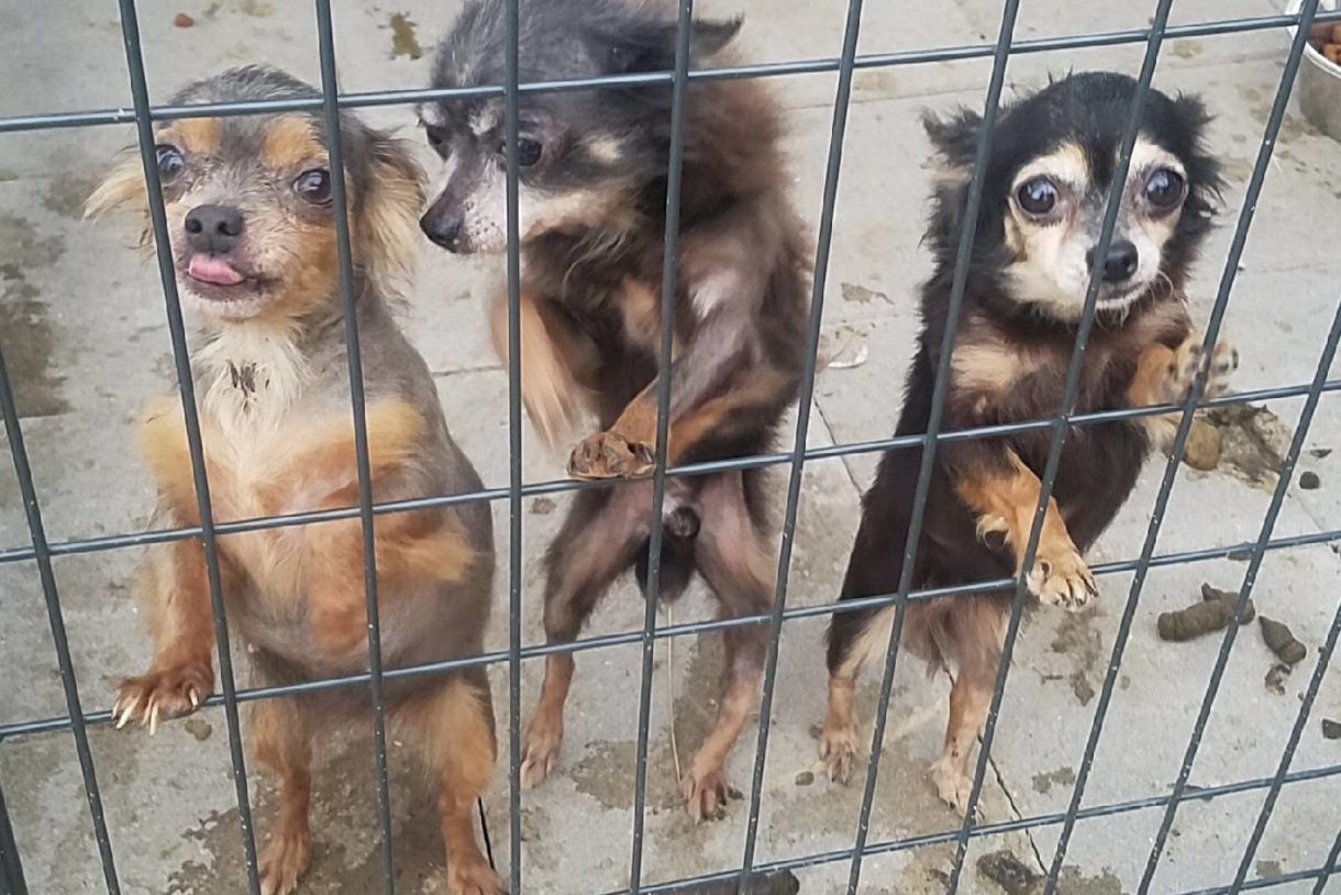 HSUS, partners step in to help dogs rescued from a Louisiana puppy mill