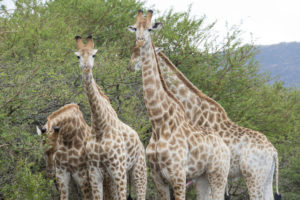 HSUS, HSI and partners sue U.S. over failure to protect giraffes