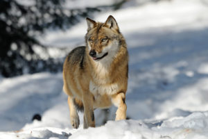 American wolves need to be protected, not hunted
