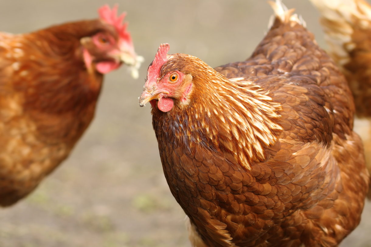 Breaking news: Oregon governor signs law ending cage confinement for egg-laying hens