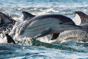 Breaking news: WTO rules to protect dolphins from tuna fishing fleets