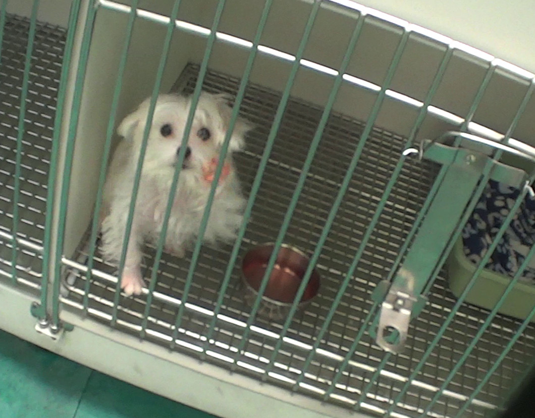 Undercover investigation exposes Petland's treatment of sick puppies · A  Humane World