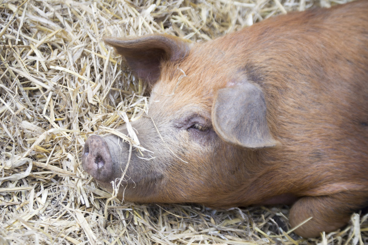 Farm Bill becomes law minus King amendment, capping a year of extraordinary gains for animals