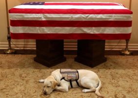 Mission complete: President Bush’s dog Sully transitions to new role helping veterans