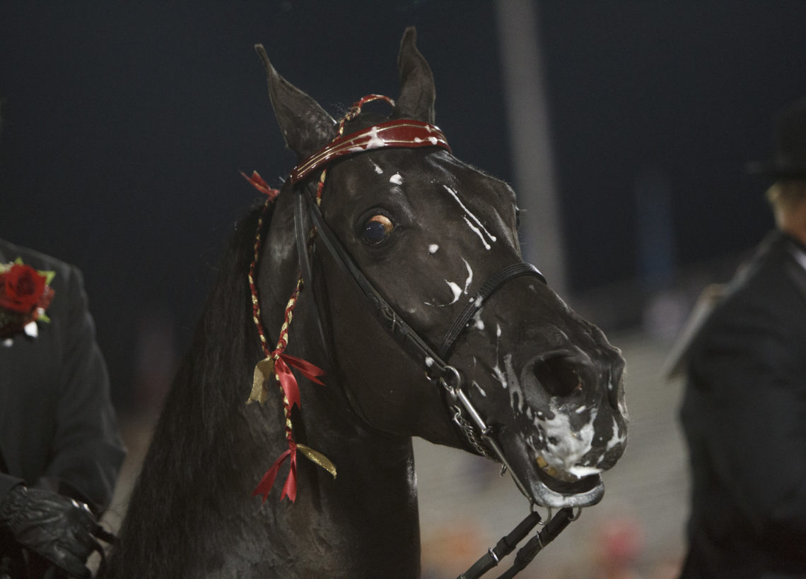 Bipartisan bill introduced in Congress to end cruel horse soring