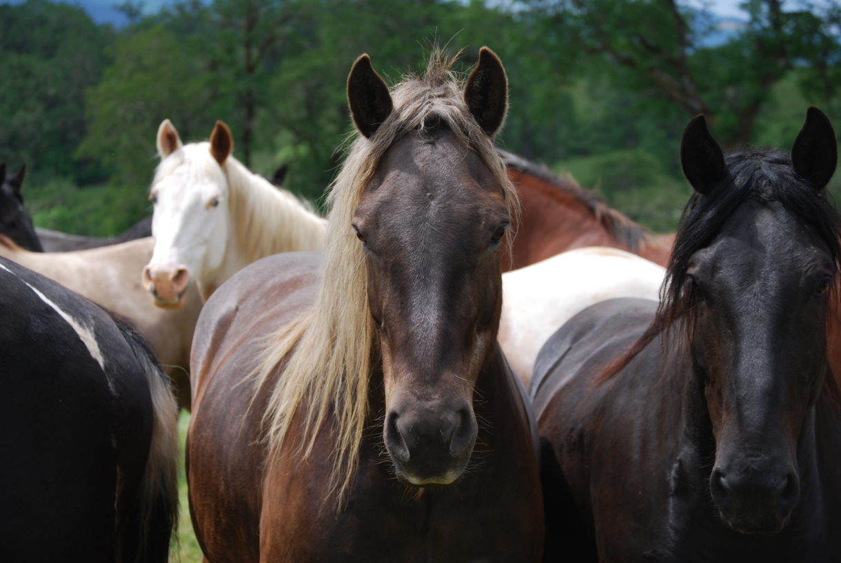 Bipartisan bill introduced in Congress to end slaughter of American equines