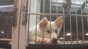 Complaints about sick Petland puppies pour in after HSUS undercover investigation