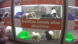 Petland behind attempts to stop localities from banning puppy mill sales in pet stores