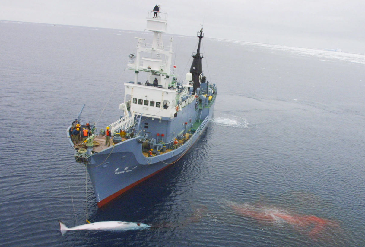 Japan’s rogue stance on whaling deserves worldwide condemnation