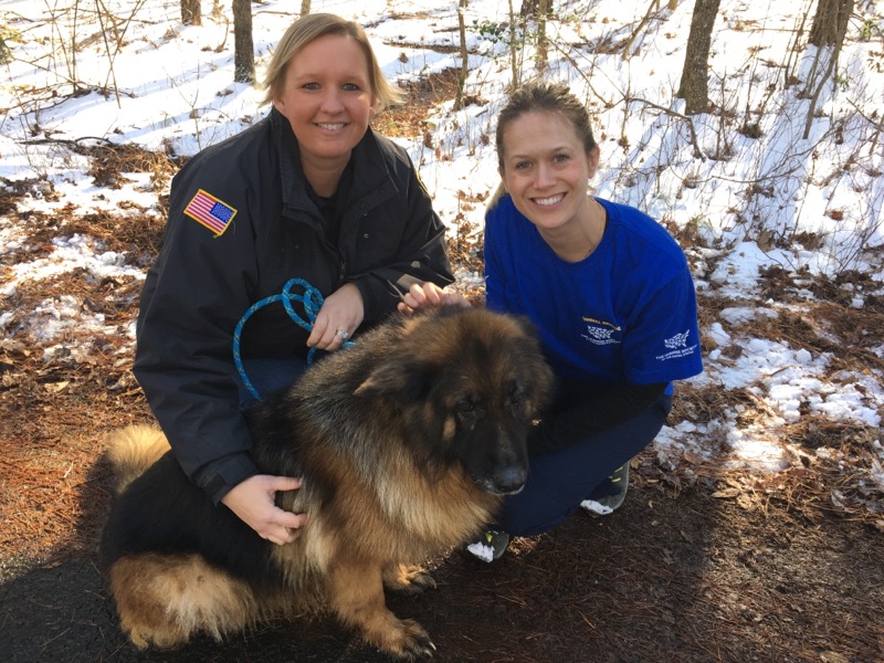 HSUS assists more than 200 German Shepherds rescued from puppy mills in Georgia, Maryland