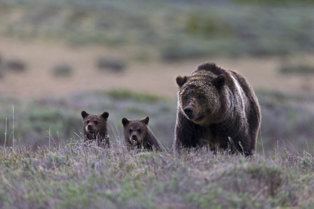 In defiance of federal law, Wyoming passes illegal statute to allow grizzly bear hunts