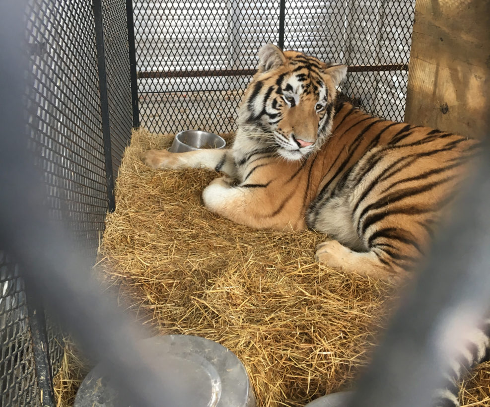 Tiger found in an abandoned Houston home underscores dire need for state and federal legislation