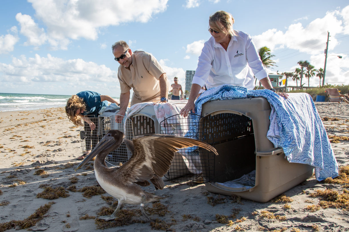 At South Florida Wildlife Center, staff rehabilitate pelicans, other wildlife hurt and orphaned by human actions