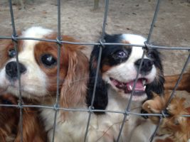 The people have spoken: No more puppy mill dogs in pet stores