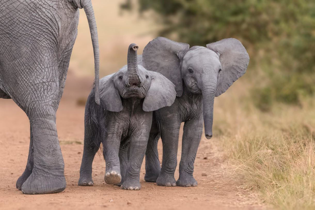 Zimbabwe rips 35 baby elephants from their mothers for export to Chinese zoos