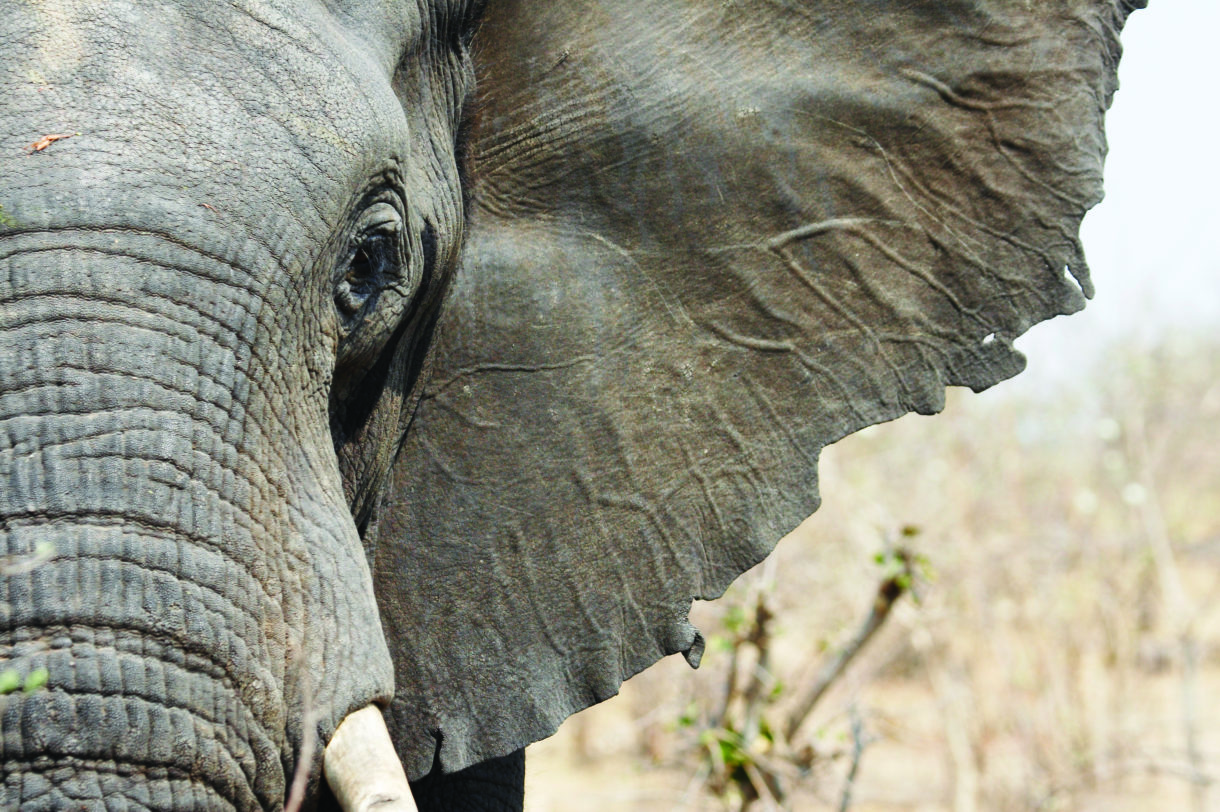 Botswana moves closer to lifting ban on trophy hunting despite declining interest in such kills