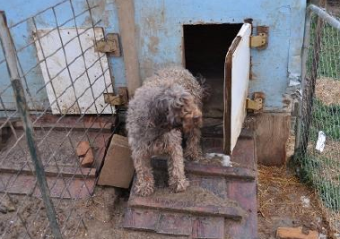 Bipartisan bill in Congress will crack down on puppy mill cruelty