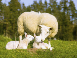 At HSUS Faith Summit, religious leaders and family farmers discuss animal stewardship