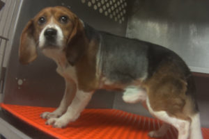 Victory: Dow AgroSciences ends pesticide test on beagles following HSUS undercover investigation