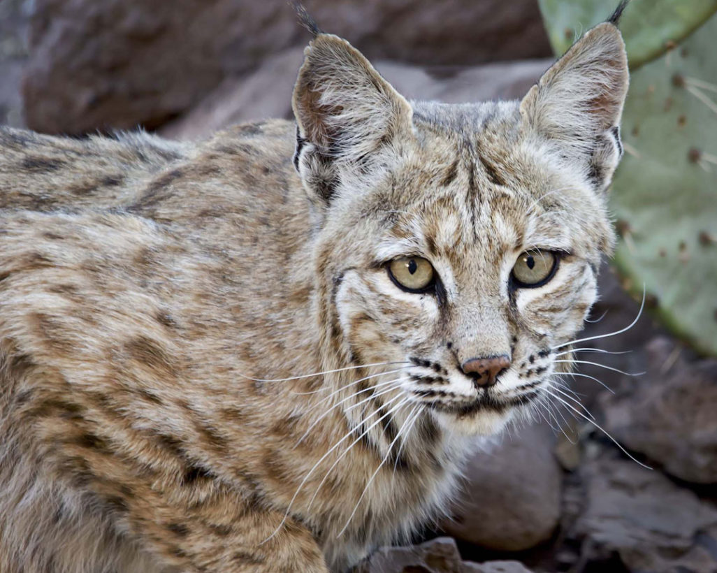 California bill would end trophy hunting of bobcats · A Humane World