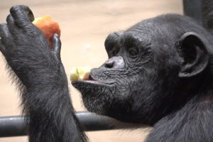 Eat Icees, watch primate movies and sleep: Chimpanzees enjoy retirement at Project Chimps sanctuary