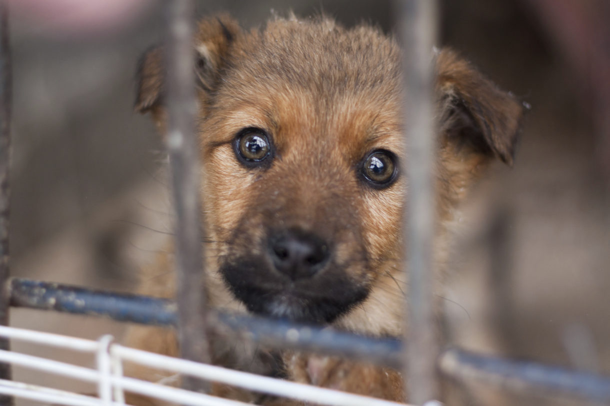Breaking news: USDA proposes rule to crack down on worst puppy mills and roadside zoos; require veterinary care for dogs