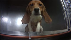 Victory: Dow AgroSciences beagles will head to Michigan Humane Society for TLC and happy futures