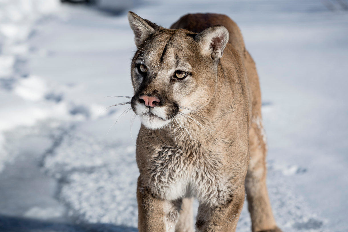 Trophy hunting mountain lions can hurt ecosystems, increase conflict
