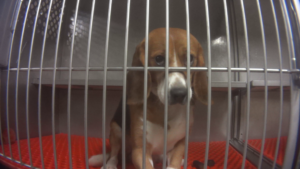 Urgent alert: Ask Dow AgroSciences to work with HSUS on release of beagles