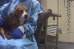 HSUS undercover investigation shows beagles being poisoned with pesticides and drugs, killed at animal testing lab