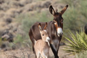 Breaking news: U.S. reinstates safeguards to prevent wild horse and burro slaughter
