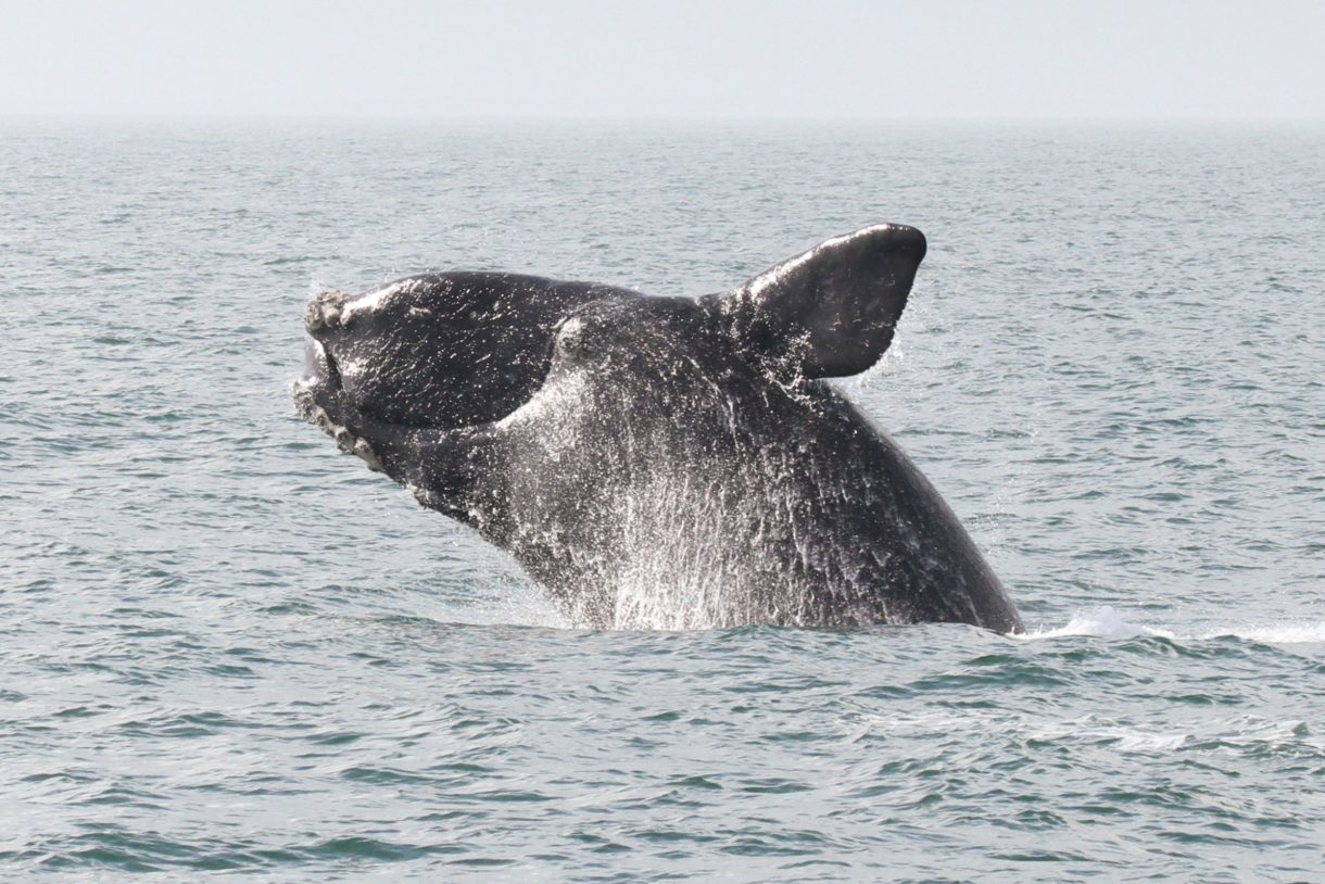 Efforts in Congress to help save critically endangered right whales