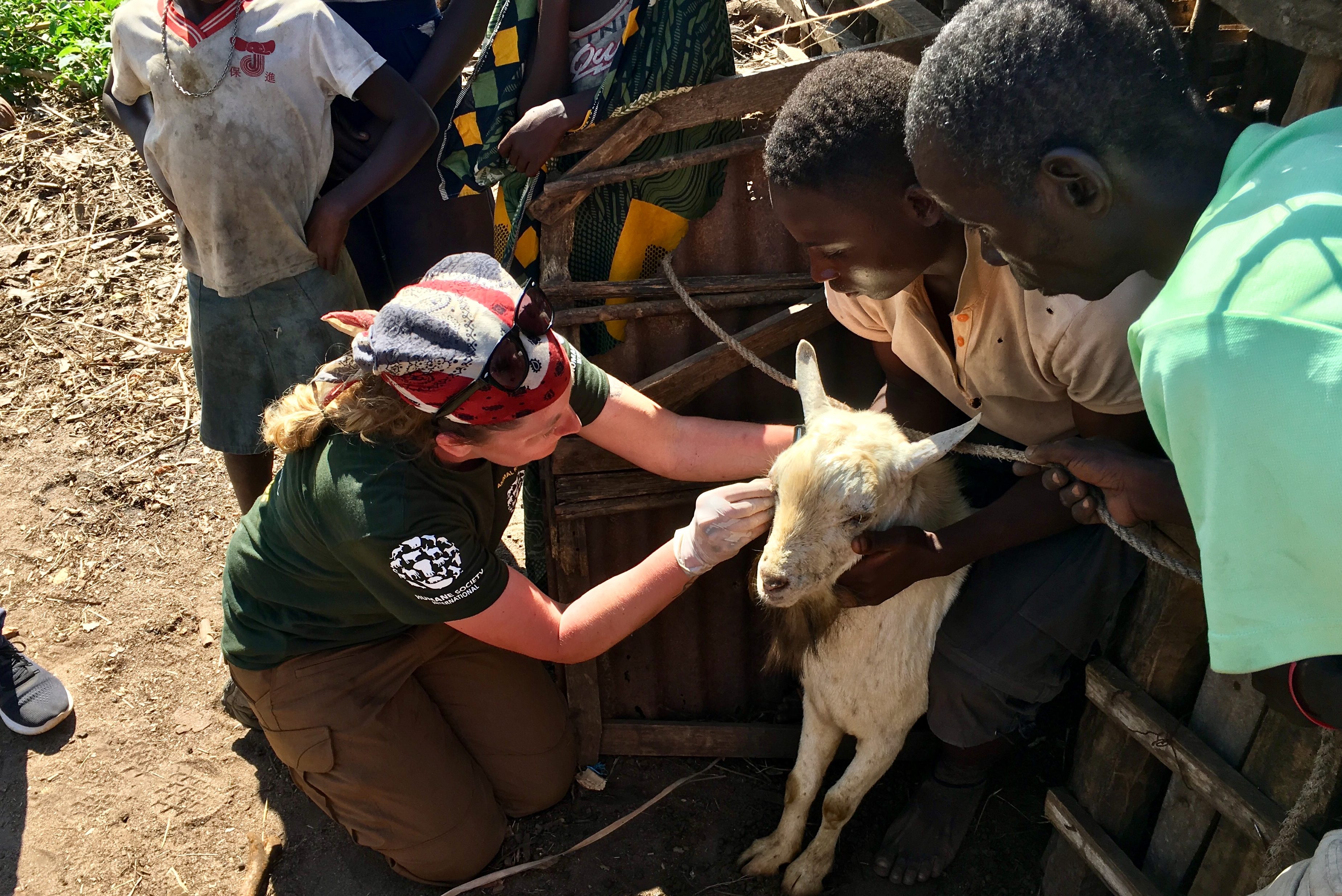 Volunteers help animals. Help животных. Служба спасения диких животных Малави. Игра про животных в Африке спасать.