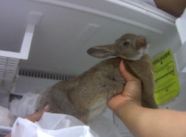 Breaking: Undercover investigation finds rabbits dying without medical care at Petland store