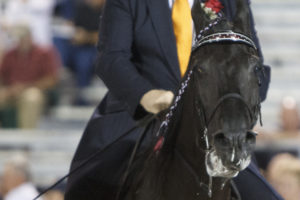 PAST Act introduced in Senate as more evidence for ending walking horse abuse surfaces