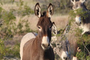 Preventing the lethal control and slaughter of America’s wild horses and burros