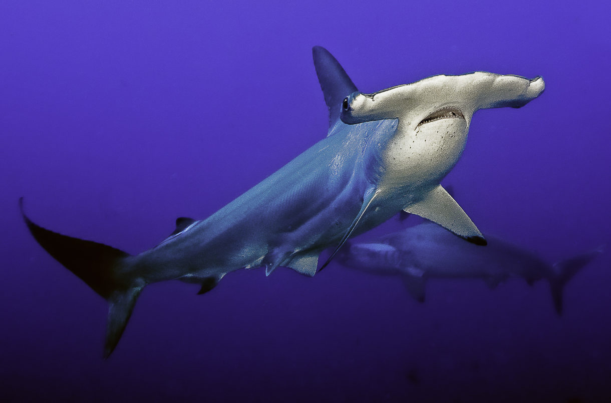 Shark Fin Sales Elimination Act moves up in Congress; New film exposes cruelty and corruption in global trade