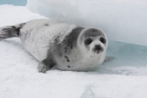 Canada resumes bloody seal slaughter despite crashing demand for seal products