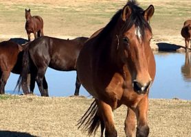 Proposal offers brighter future for wild horses and burros