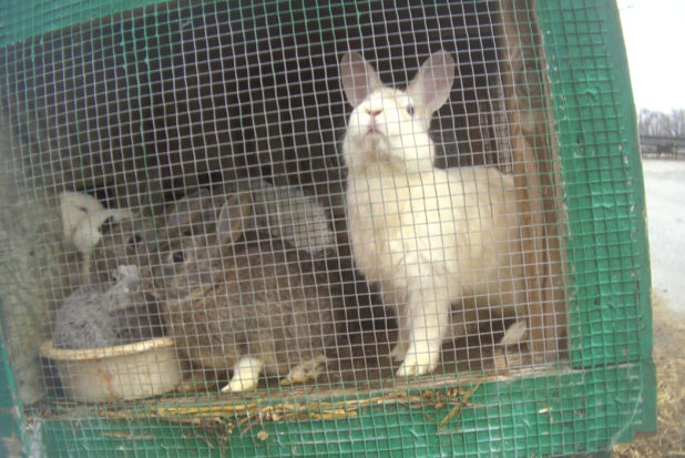 petland guinea pig cages