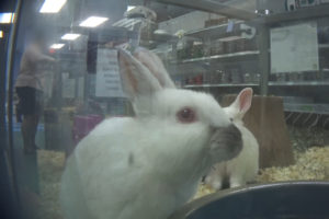 Breaking news: Petland moves to close store after HSUS investigation shows rabbits dying without medical care