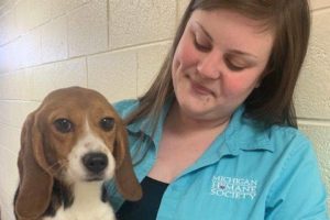 Breaking: Beagles freed from pesticide testing arrive at Michigan Humane Society